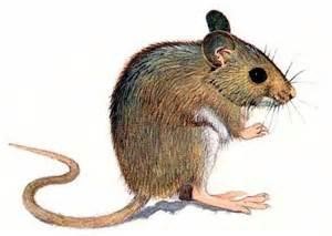 jasa pengendalian tikus